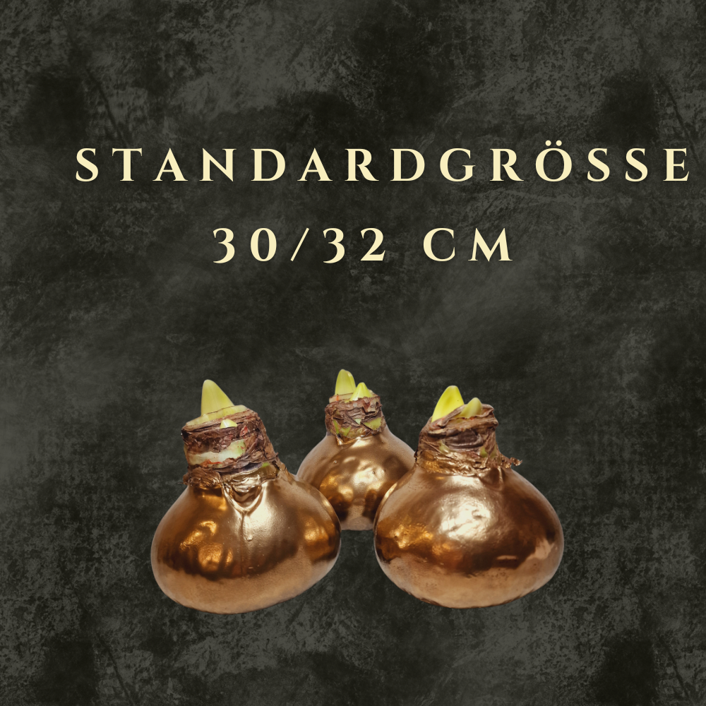 Standardgröße 30/32