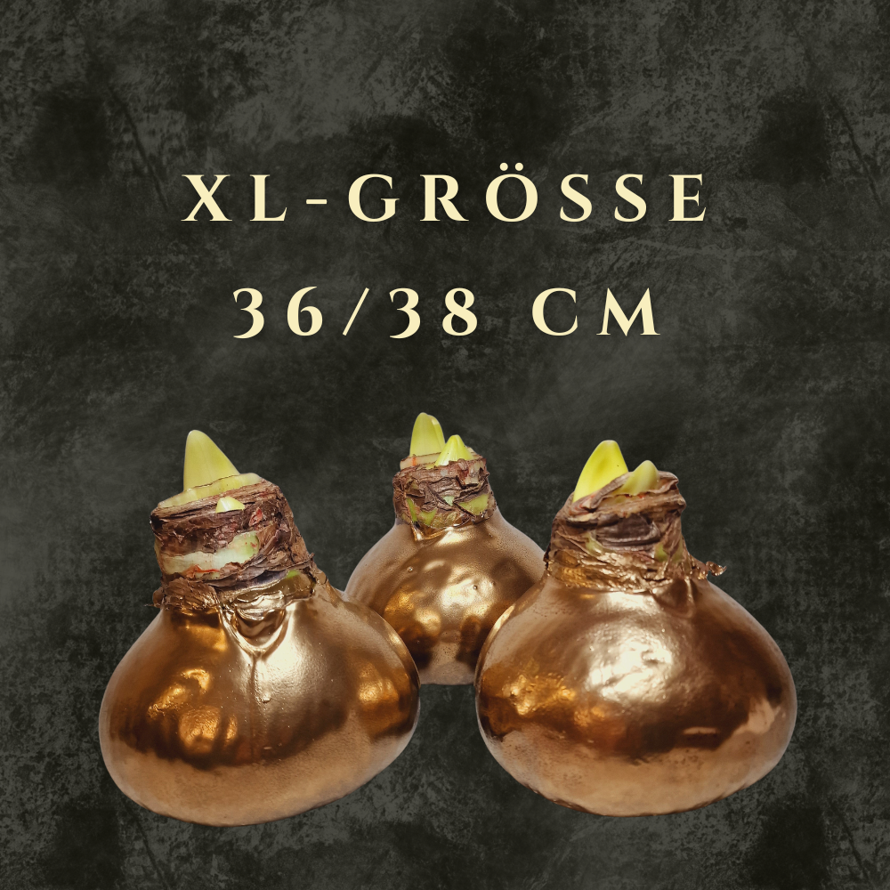 XL-Größe 36/38 cm
