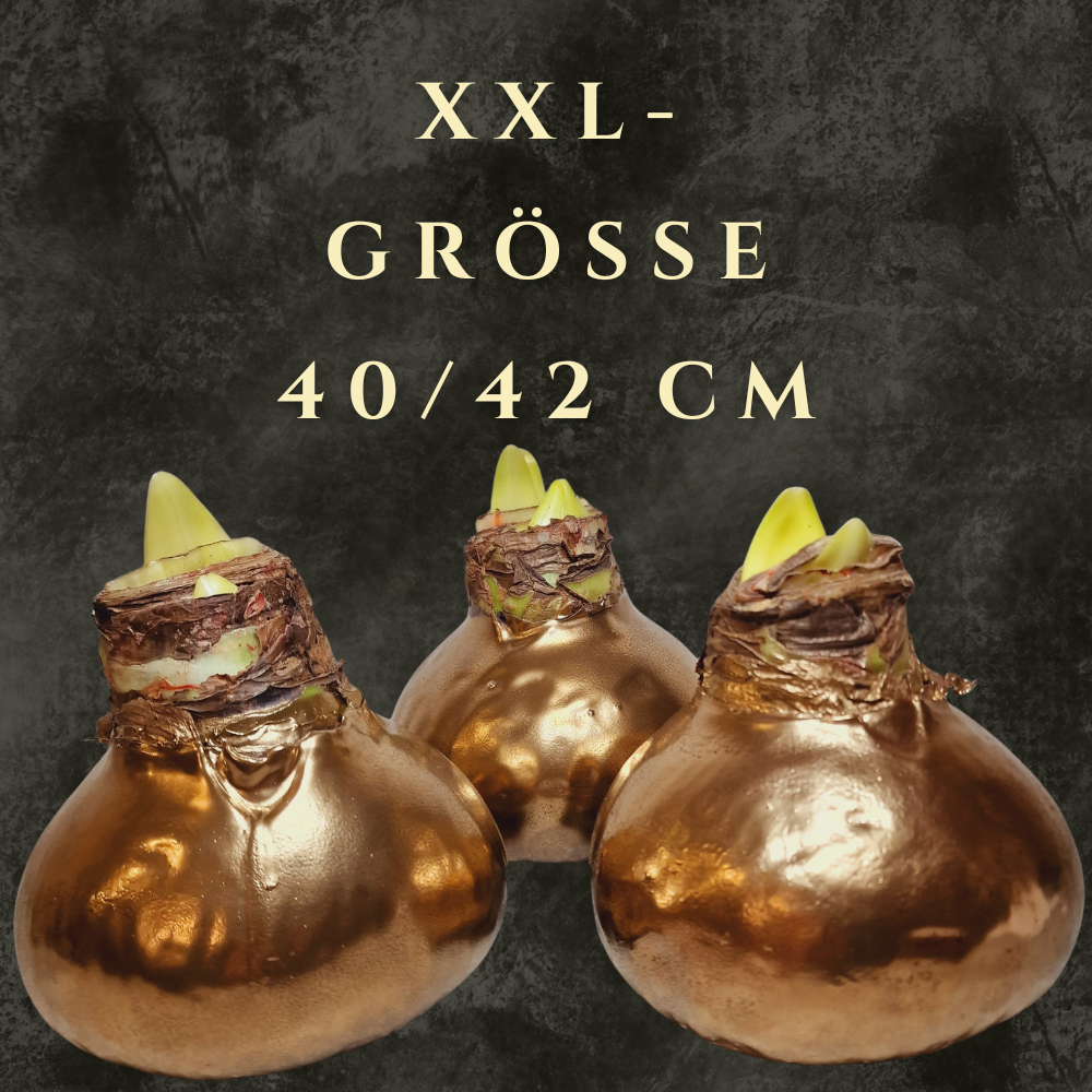 XXL-Größe 40/42 cm