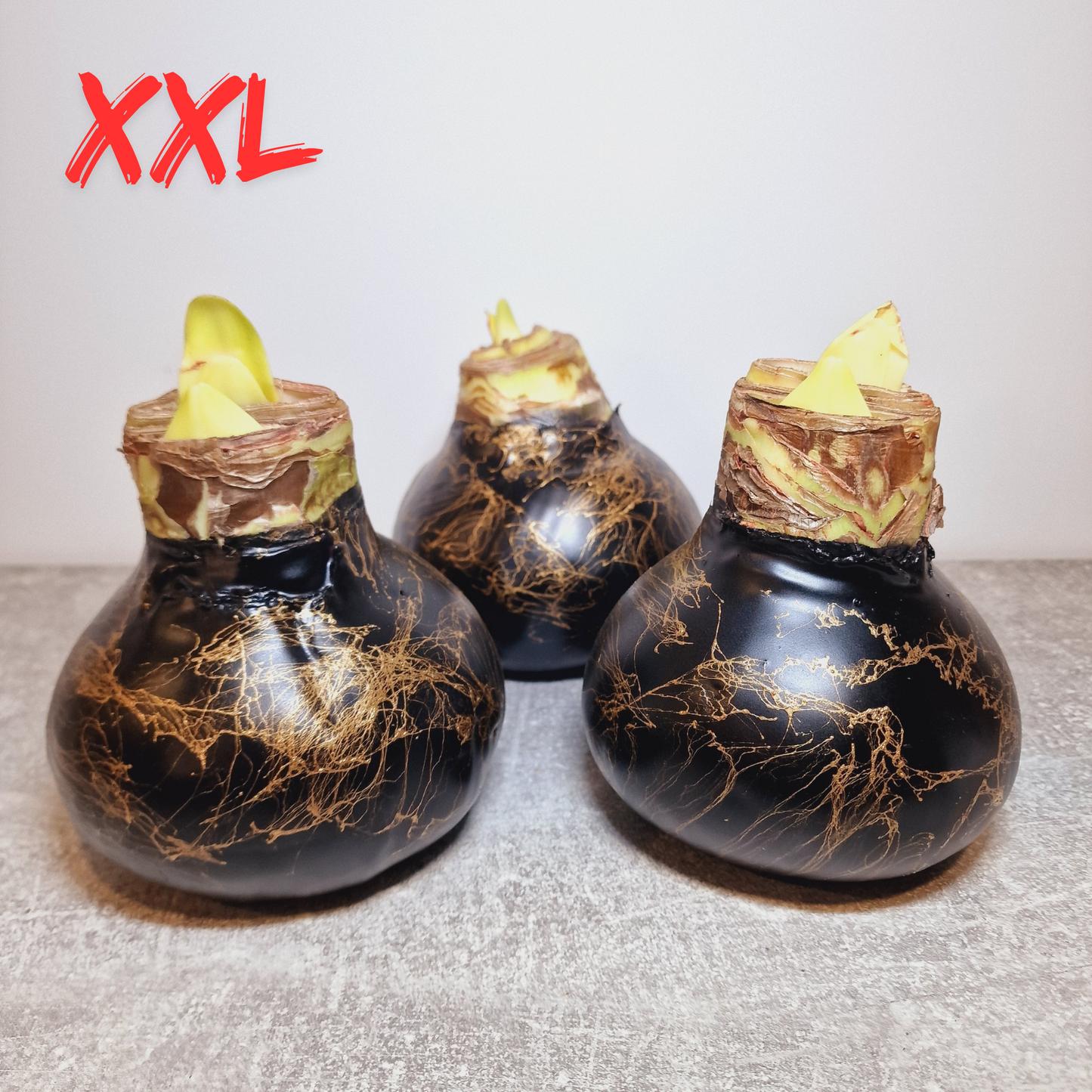 XXL AMARYLLIS SCHWARZ + GOLD 40/42 cm
