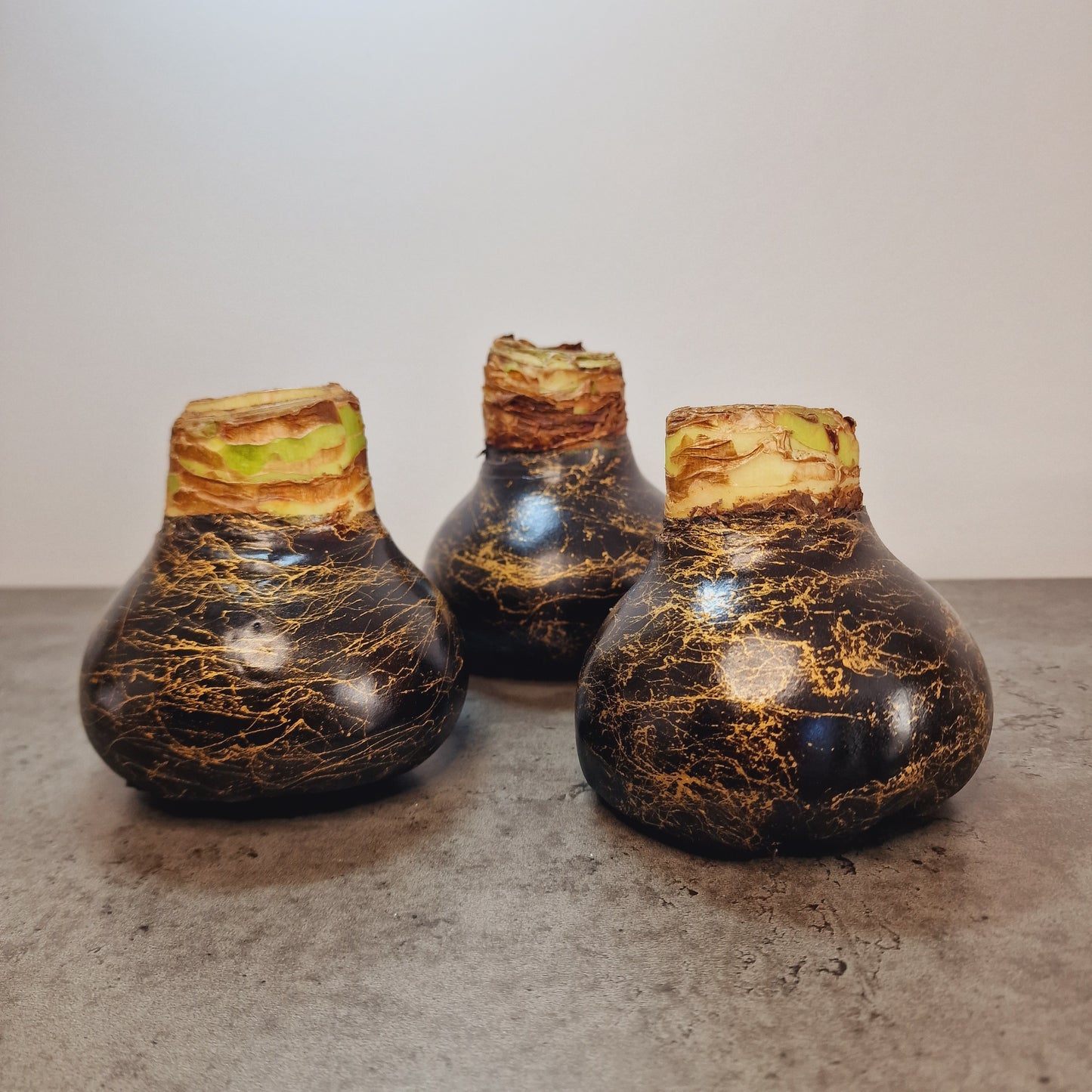 AMARYLLIS SCHWARZ + GOLD 30/32cm