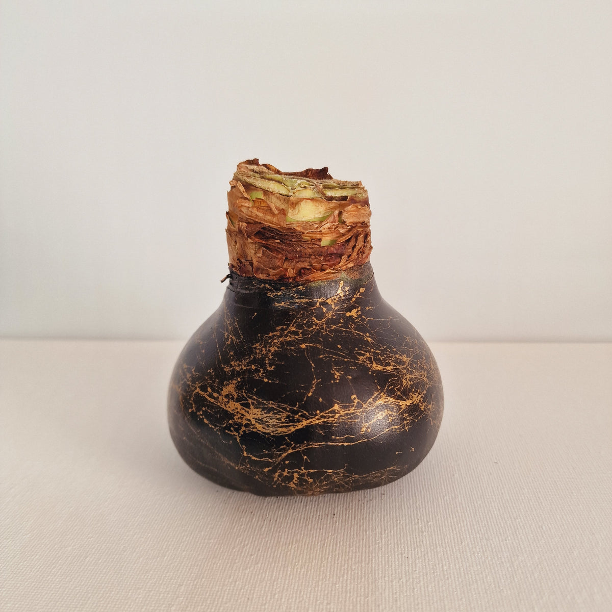 AMARYLLIS SCHWARZ + GOLD 30/32cm
