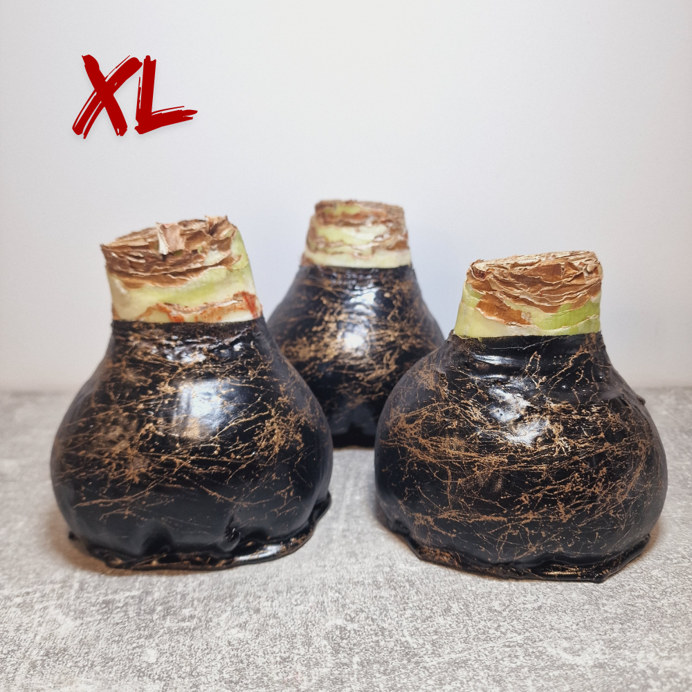 XL AMARYLLIS SCHWARZ + GOLD 36/38 cm