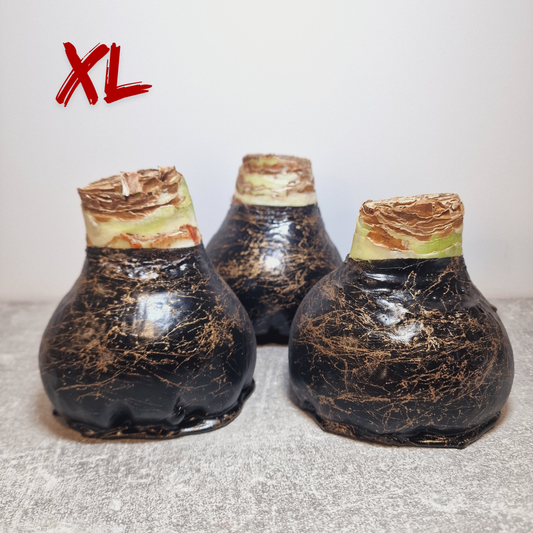 XL AMARYLLIS SCHWARZ + GOLD 36/38 cm